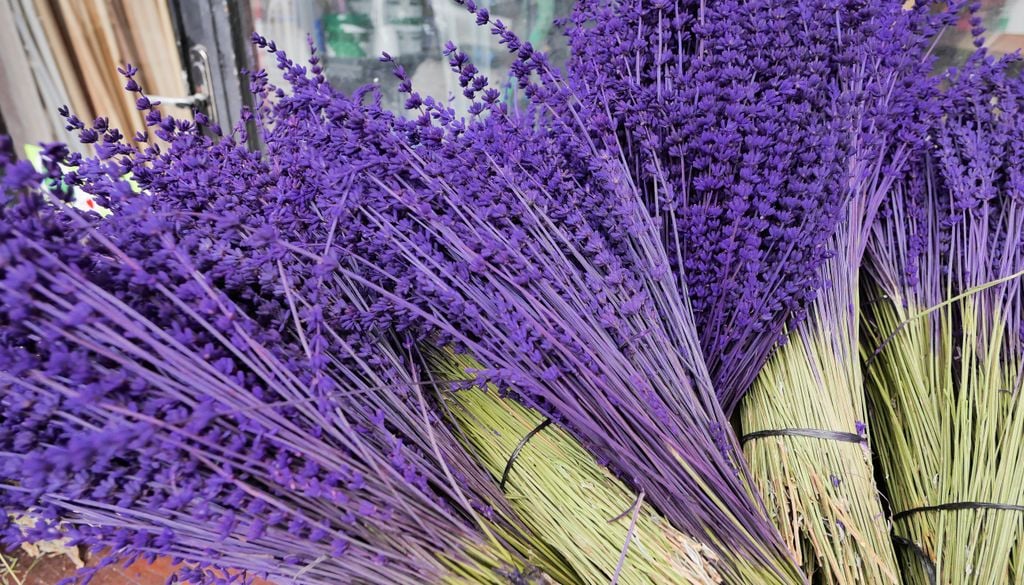 Una corretta potatura della lavanda include il rispetto degli steli legnosi, che non vanno tagliati.