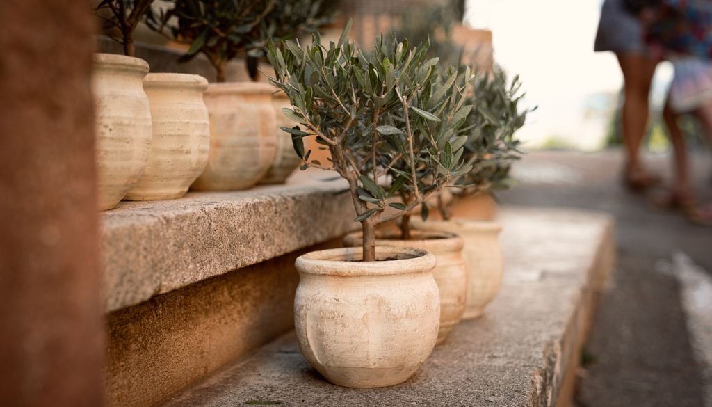 Imagen 1 El olivo en maceta, un toque mediterráneo para tu terraza