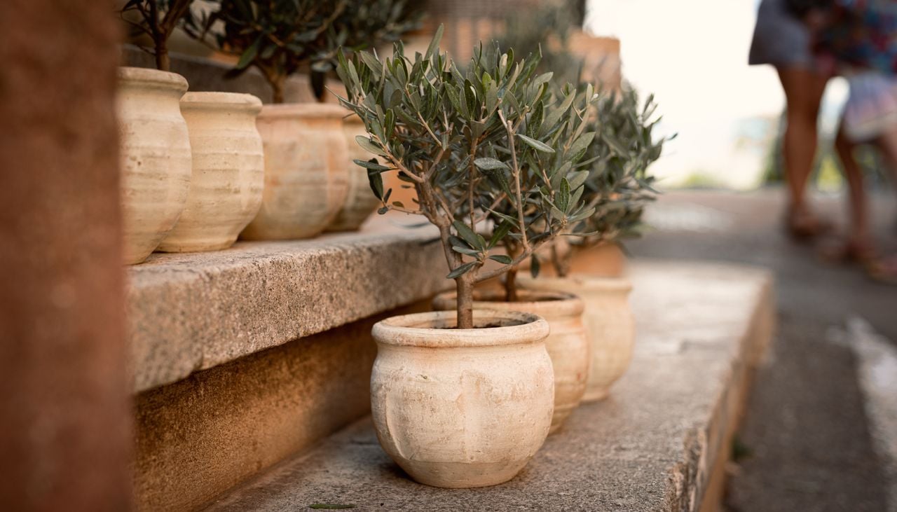 El olivo en maceta, un toque mediterráneo para tu terraza
