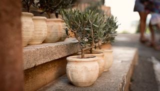 Los 5 &aacute;rboles frutales m&aacute;s resistentes para cultivar en entornos urbanos