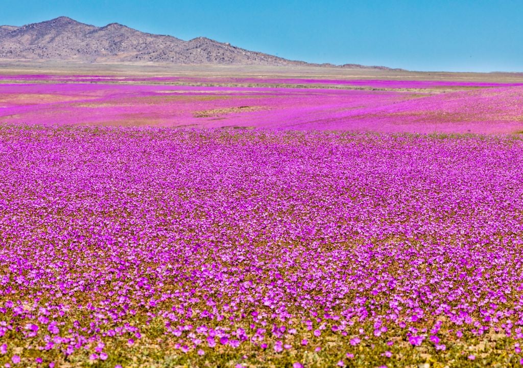 Desierto florido en el norte de Chile. Desierto florido en el norte de Chile.