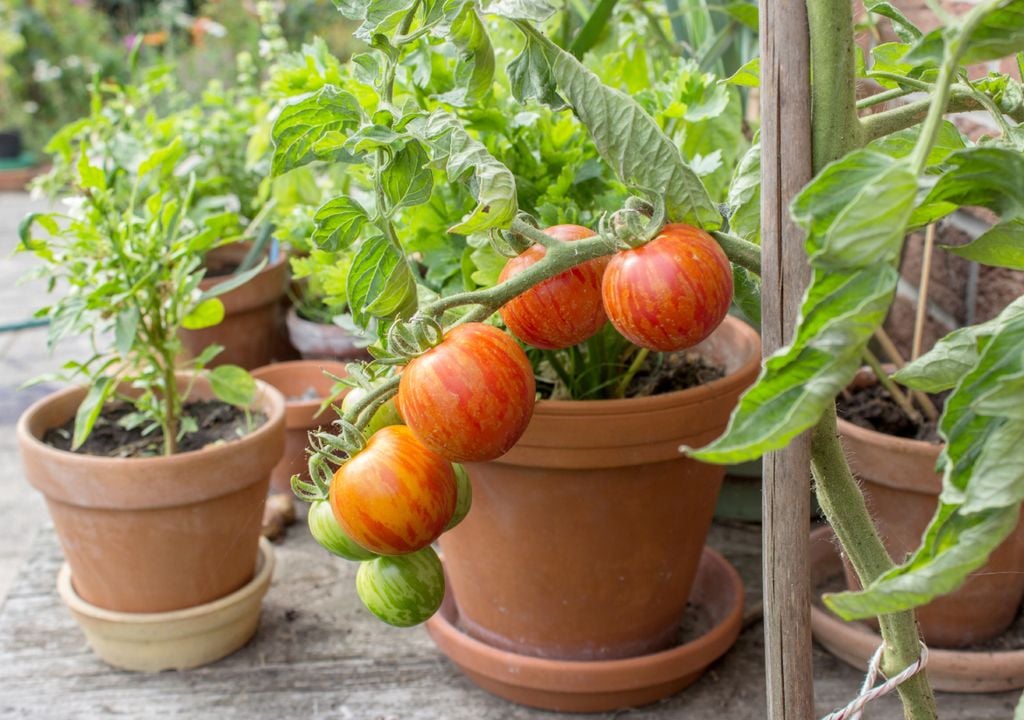 Tomates en pot.