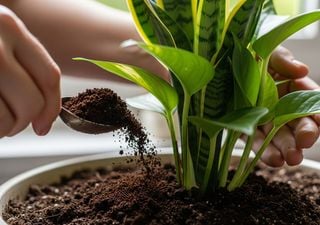 Os 5 fertilizantes orgânicos que suas plantas vão adorar nesta primavera