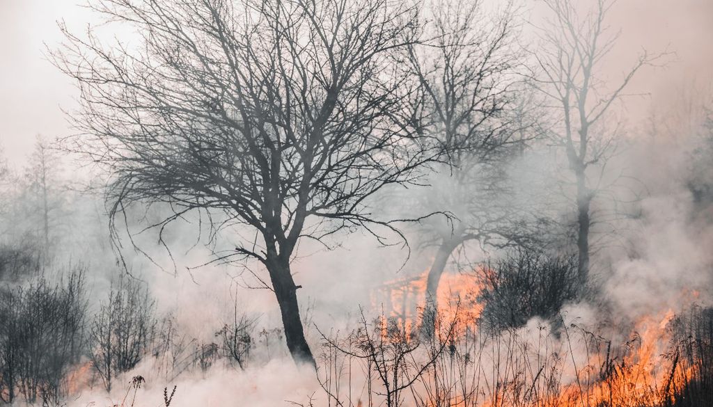 Las llamas arrasaron aproximadamente una cuarta parte del Parque Natural de la Sierra Norte de Guadalajara