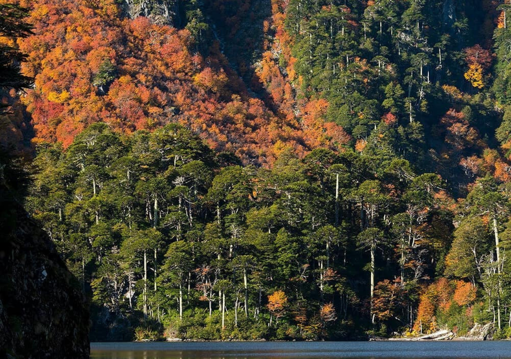 Parque Nacional Huerquehue en otoño.