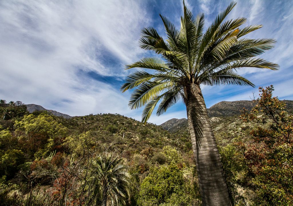 Parque Nacional La Campana, Región de Valparaíso.