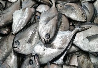 Los 5 peces más consumidos en Chile