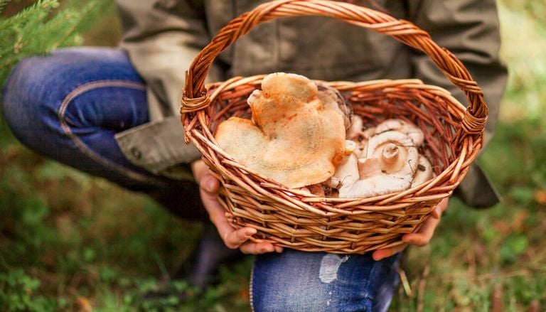 Los 7 mejores lugares de Espa&ntilde;a para recoger setas este oto&ntilde;o