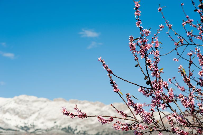 Almandro flor y nieve Almandro flor y nieve