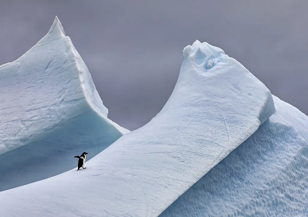 Antártida, pingüinos