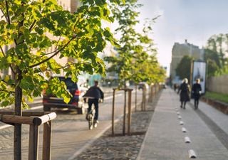 Los árboles equivocados y mal plantados pueden elevar la temperatura de las ciudades por la noche, avisa Cambridge 