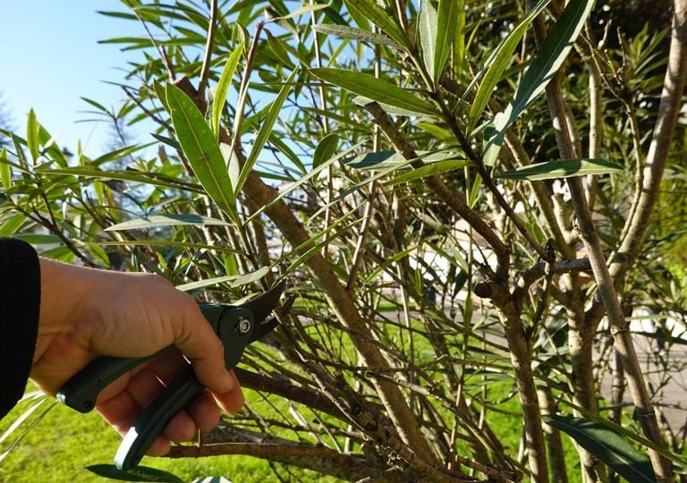 Los árboles frutales que debes podar sí o sí en septiembre