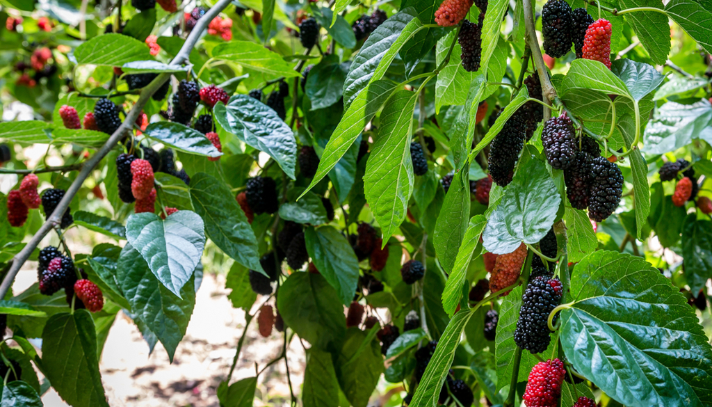 Su mantenimiento puede volverse tedioso en patios o jardines pequeños.