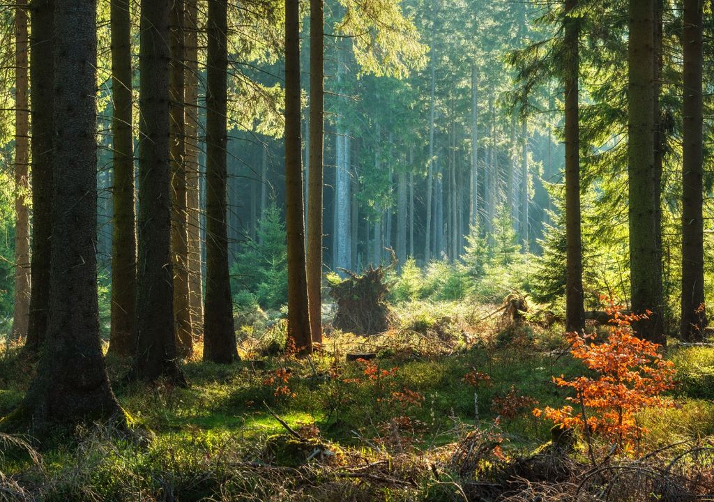 A medida que sube la temperatura, los bosques pierden capacidad de absorber el CO2.