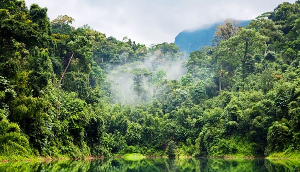 Los árboles Más Altos Y Viejos Resisten Mejor Las Sequías En Las Selvas Tropicales