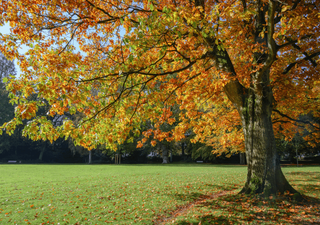 Los árboles urbanos son menos sensibles a las temperaturas más altas que los de bosques