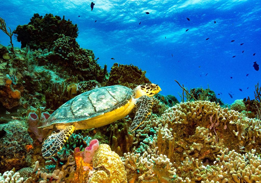 ecosistema marino; biodiversidad; corales; preservacion ambiental; tortugas; peces ecosistema marino; biodiversidad; corales; preservacion ambiental; tortugas; peces