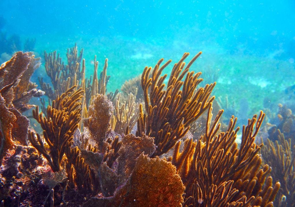 sistema arrecifal mesoamerico; ecosistema marino; biodiversidad; proteccion costera; Mexico; Cozumel sistema arrecifal mesoamerico; ecosistema marino; biodiversidad; proteccion costera; Mexico; Cozumel