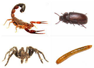Los artrópodos están desapareciendo drásticamente debido al calentamiento global
