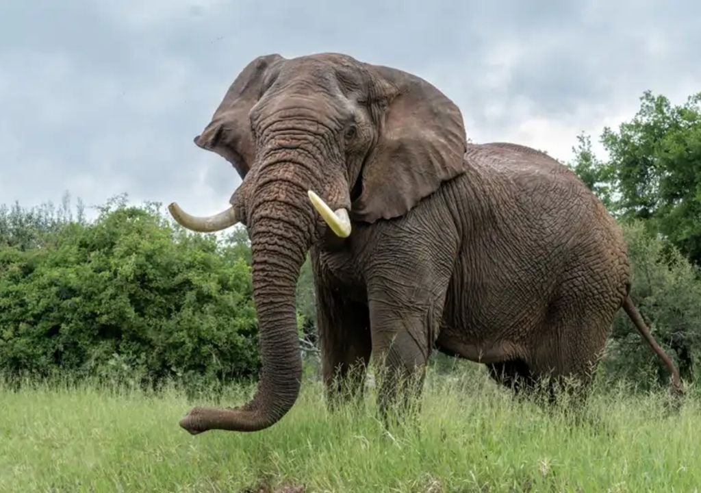 elefante elefante