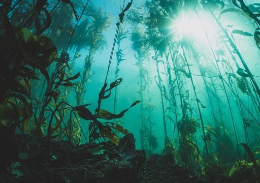 Los bosques bajo la costa chilena: la importancia de las algas en el ecosistema y su impacto en la economía