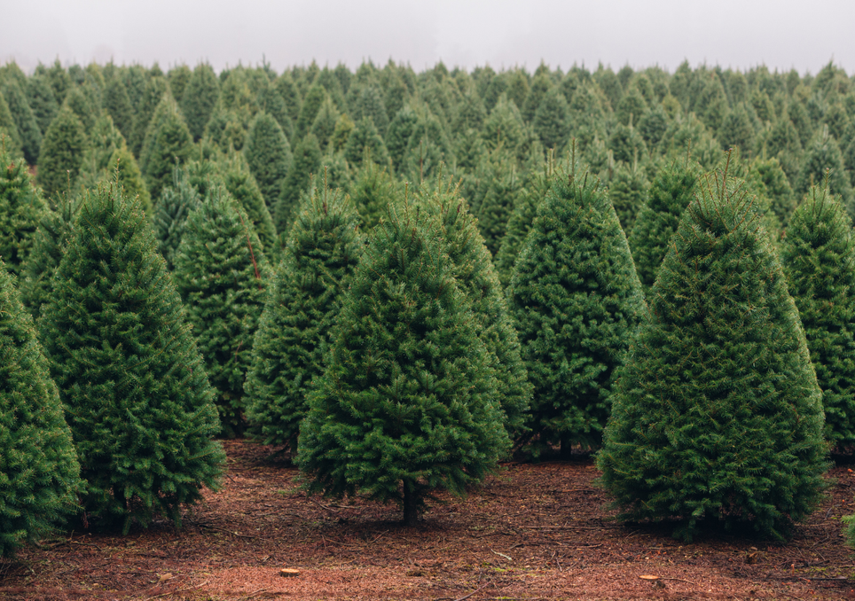 Los bosques certificados de México donde puedes ir a elegir y cortar tu árbol navideño sin dañar el ambiente. Noticias en tiempo real