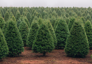 Los bosques certificados de México donde puedes ir a elegir y cortar tu árbol navideño sin dañar el ambiente