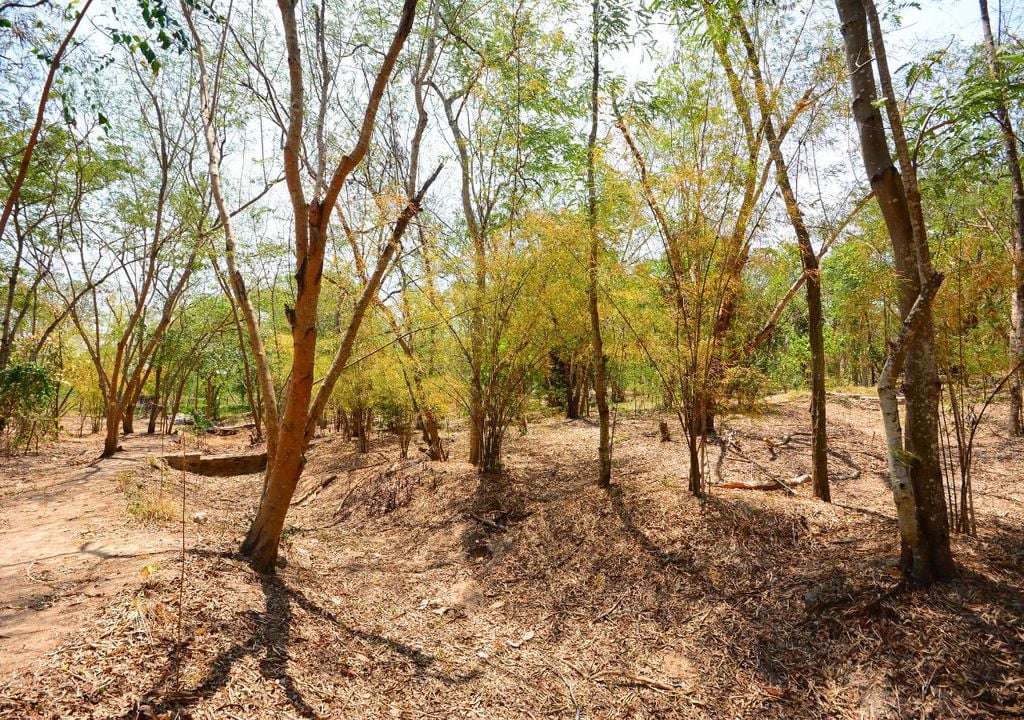 Bosque con árboles secos Bosque con árboles secos