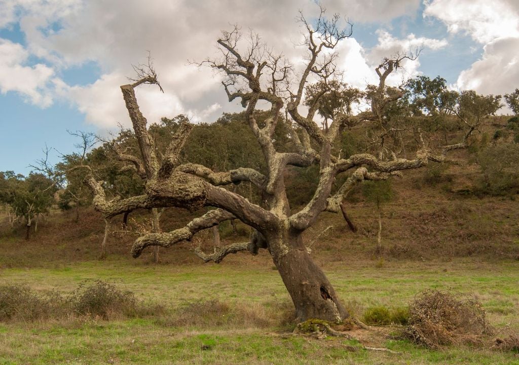 Árbol seco Árbol seco