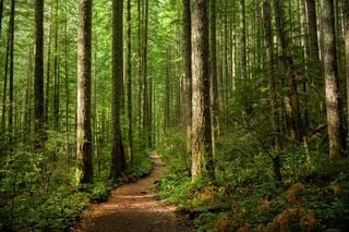Los científicos del CSIC muestran que los bosques de Europa pierden su capacidad para absorber carbono desde hace años