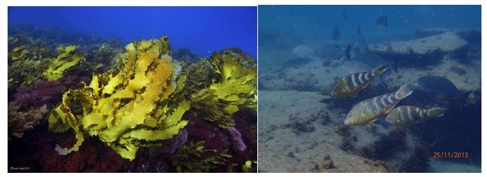 Izq: Bosque de kelp sano. (J. Costa)/ Der: Antiguo bosque de kelp tras la pérdida del kelp. (S. Bennett)