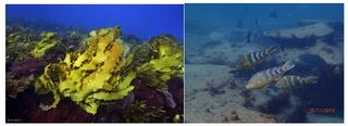 Los bosques de kelp del Gran Arrecife Sur de Australia retroceden 100 kilómetros en cinco años