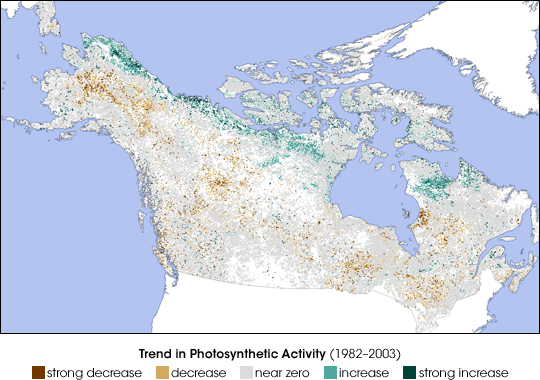 Zonas de tendencia de actividad fotosintética: verdes indica incrementos, marrones indican decrecimiento. Más en el texto. Imagen y crédito NASA.Para la mayoría de las predicciones, los bosques del norte que cubren gran parte de América septentrional, Europa, y Asia, deben hacerse más verdes. Los científicos han pensado siempre que el crecimiento vegetal en los bosques norteños del mundo estaba limitado por temperatura. El verano ártico proporciona un breve período en el cual las plantas pueden crecer antes de la llegada del frío extremo del invierno. El último siglo, sin embargo, las temperaturas han ido hacia arriba y la duración de la estación de crecimiento ha aumentado, casi doblando en partes de Alaska. Con el dióxido de carbono, uno de los ingredientes dominantes en fotosíntesis, también en aumento, las plantas deberían prosperar. Pero no lo hacen.Un bosque verde era lo que Scott Goetz, un ecologista del Centro de Investigación de Maderas, Massachusetts, esperaba encontrar cuando él comenzó a seguir la salud del bosque usando datos basados en los satélites. El siguió los cambios entre 1982 y 2003, notando algo extraño: el bosque se hacia más marrón, no más verde como él esperaba.Sus resultados se muestran en esta imagen, que representa cómo la actividad fotosintética, un indicador del crecimiento, ha cambiado en las últimas dos décadas. Para las partes de la región, el crecimiento no ha cambiado (gris), pero en el interior de Alaska y una zona ancha de Canadá, el crecimiento ha declinado (marrón). Solamente en el norte lejano, las regiones de la tundra, tienen un crecimiento creciente (verde).Las observaciones de Goetz fueron complementadas por el trabajo de otro científico, Alon Angert, en la universidad de California, Berkeley. Angert también seguía la salud de los bosques a partir de 1982 a 2002, pero deseó saber cuánto dióxido de carbono tomaba el bosque de la atmósfera. Mientras que los árboles crecen, absorben el dióxido de carbono, así que un bosque de crecimiento más rápido debe empaparse de más dióxido de carbono. Notó que después de 1994, el crecimiento del bosque se había retardado durante la última década.Estos dos estudios y varios estudios de campo más hacen alusión a que los bosques boreales norteños del mundo pueden estar en declinación. Los estudios de campo han demostrado que los árboles como las piceas blancas norteñas crecen realmente más lentamente mientras que se elevan las temperaturas. Una razón relacionada de la declinación del bosque puede ser una carencia del agua.Veranos más largos y cálidos secan los árboles. Mientras que las teorías de calentamiento global predijeron un bosque más verde, también predijeron que el bosque tendría menos agua y comenzaría eventualmente a declinar.Solamente el tiempo dirá si la declinación de Goetz y Angert observados independientemente es el efecto a largo plazo predicho del cambio del clima o de una sequía a corto plazo, pero la tendencia a la baja pudo haber comenzado ya.Para leer más sobre el impacto de calentarse global en bosques norteños, vea por favor Forest on the Threshold en Earth Observatory.Referencias:• Angert, A., Biraud, S., Bonfils, C., Henning, C.C., Buermann, W., Pinzon, J., Tucker, C.J., and Fung, I. (2005) Drier summers cancel out the CO2 uptake enhancement induced by warmer springs. Proceedings of the National Academy of Sciences, 102(31), 10823-10827.• Arctic Climate Impact Assessment. (2004). Cambridge University Press. http://www.acia.uaf.edu/• Goetz, S.J., Bunn, A.G., Fiske, G.J., and Houghton, R.A. (2005) Satellite-observed photosynthetic trends across boreal North America associated with climate and fire disturbance. Proceedings of the National Academy of Sciences, 102(38), 13521-13525.(Mapa adaptado de las figuras suministradas por Scott Goetz, Woods Hole Research Center)Texto tomado de:http://earthobservatory.nasa.gov/Newsroom/NewImages/images.php3?img_id=17252