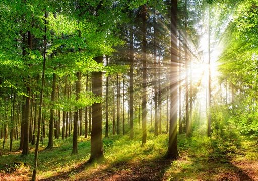 Los bosques, el &ldquo;aire acondicionado&rdquo; natural del planeta, tienen su d&iacute;a internacional: el 21 de marzo