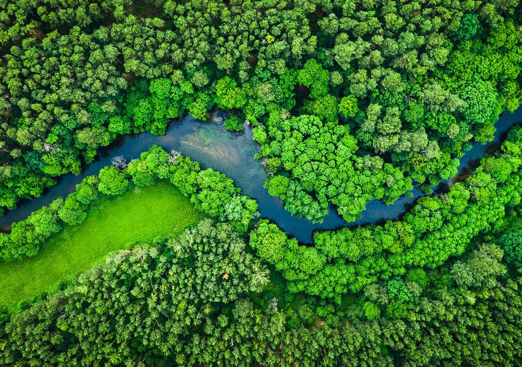 importancia bosques Los bosques funcionan como un escudo natural contra la erosión y proveen recursos esenciales para la salud, la economía y el bienestar humano.