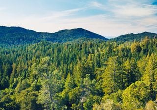 Eurostat lo confirma: España es el tercer país de la Unión Europea con más superficie forestal