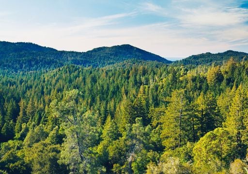 Eurostat lo confirma: España es el tercer país de la Unión Europea con más superficie forestal