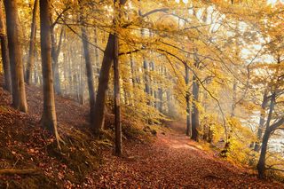 Los bosques retienen el carbono cada vez durante menos tiempo