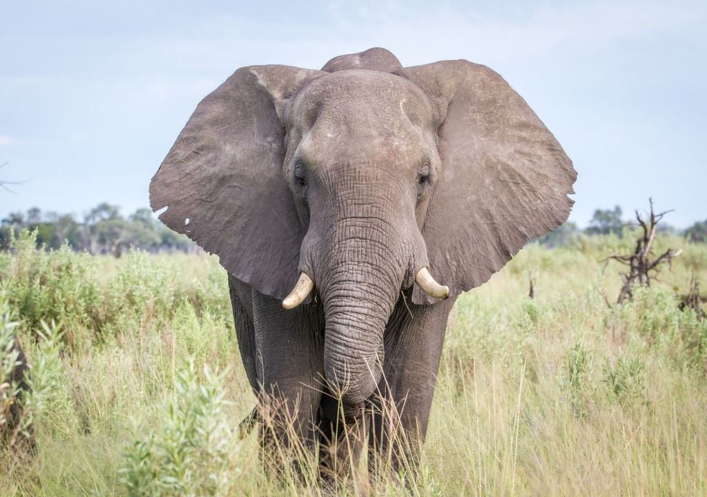 Los elefantes no superan los 25 kilómetros por hora