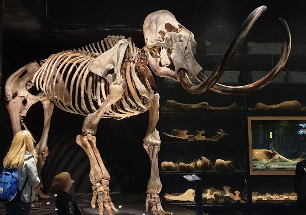 Los humanos que convivieron con estos animales no se enfrentaban a “tanques imparables”