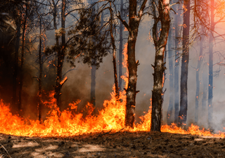Los caballos podrían ser grandes aliados en la prevención de incendios forestales