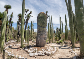 &iquest;Los cactus atraen los rayos? La estructura que convierte a las biznagas gigantes en protectores naturales
