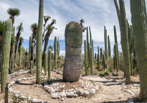 &iquest;Los cactus atraen los rayos? La estructura que convierte a las biznagas gigantes en protectores naturales