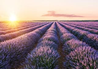Los campos de lavanda de Brihuega alcanzan su esplendor en julio: cuándo verlos en flor y cómo llegar