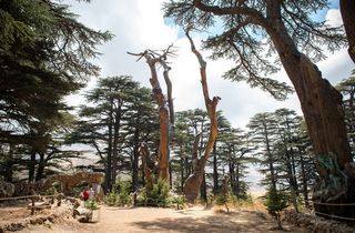 Los cedros libaneses y el calentamiento terrestre: una tragedia anunciada