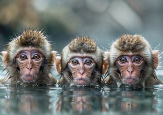 Los científicos asombrados por el comportamiento de los monos al paso de un huracán: "comenzaron a compartir"