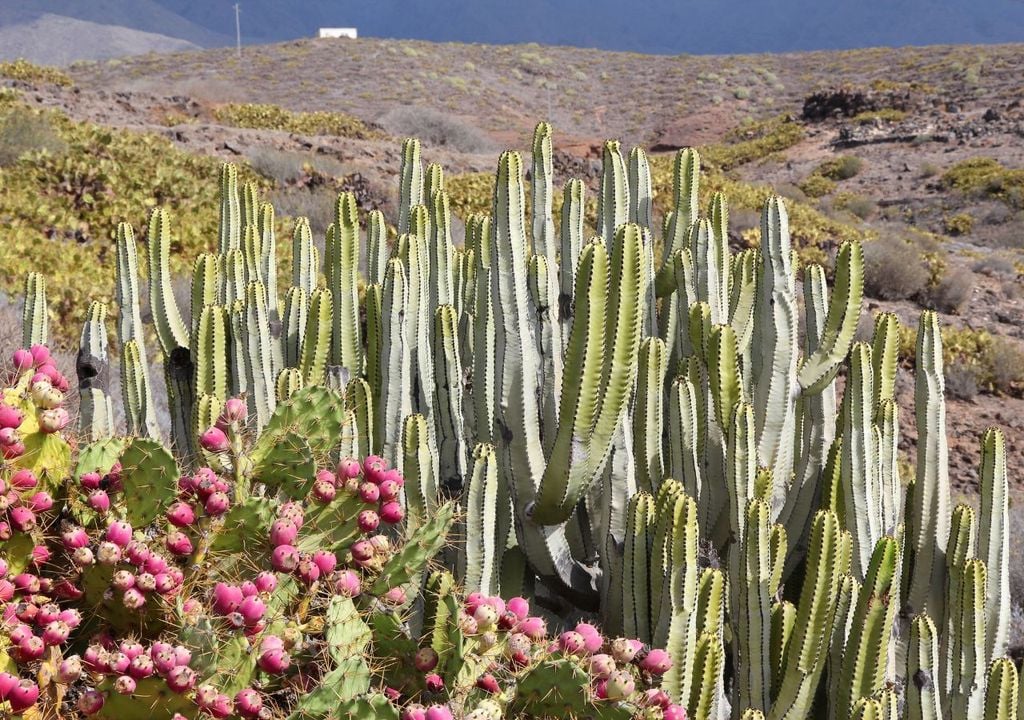 Canarias Canarias