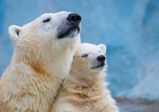 Los científicos descubren el secreto de los osos polares para repeler el hielo de su piel