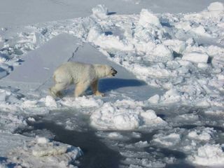 Los científicos descubren una subpoblación de osos polares