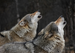 Los científicos estudian a los lobos de Yellowstone y utilizando IA para comprender y traducir sus aullidos